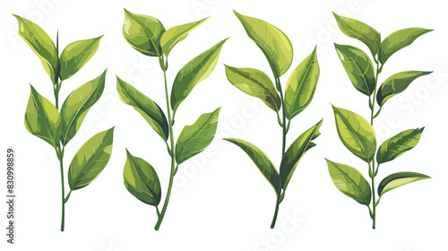 Green leaves of tea plant isolated on white Cartoon Vector