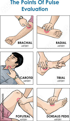 The major arteries and pulse points on human body vector illustration