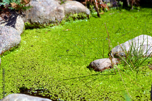 Lemna minor, the common duckweed or lesser duckweed. Bright green duckweed on the pond surface