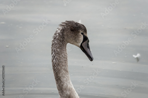 close up portrait of a young mute swan cygnet cygnus olor with water blurred in the background