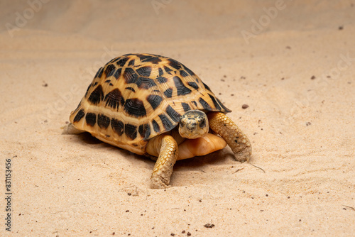 The Spider Tortoise (Pyxis arachnoides) is endemic to Madagascar.