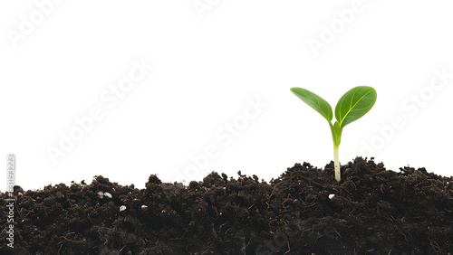 Shoots growing from the ground isolated on transparent background.