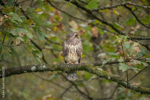 Buzzard juvenile, Buteo buteo, perched on a post in the uk, close upp