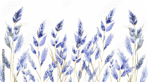isolated blue oat grass plant on white background botanical illustration