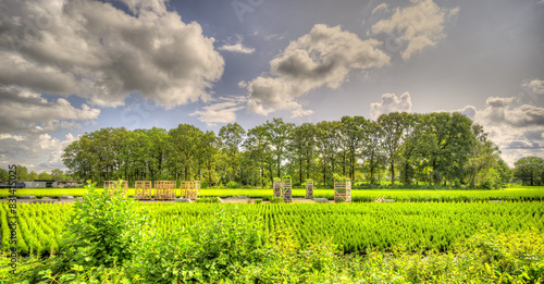 A tree farm / plant growing field in a rural landscape in The Netherlands.