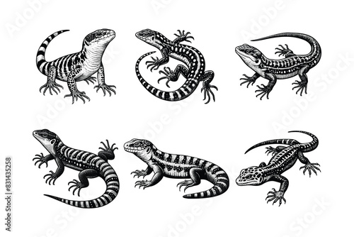 set of lizards illustration. hand drawn black and white lizard line art illustration. isolated white background