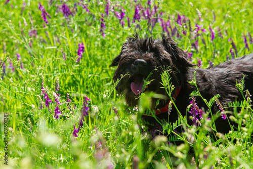 A Schnauzer on a wild flowers | Sznaucer w dzikich kwiatach