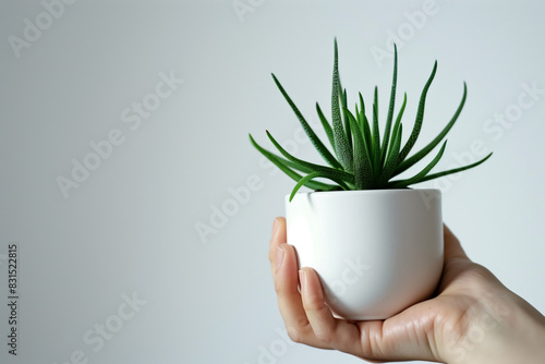 Sfondo con pianta in vaso bianco tenuta in una mano