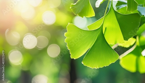 fresh green ginkgo biloba tree leaves against blurred nature background in sunlight alternative medicine plant