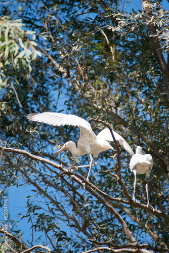Young common spoonbills on a tree. Spain