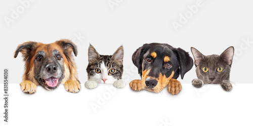 Row of heads of dogs and cats with paws up hanging over a blank white sign sized for website banner or social media header