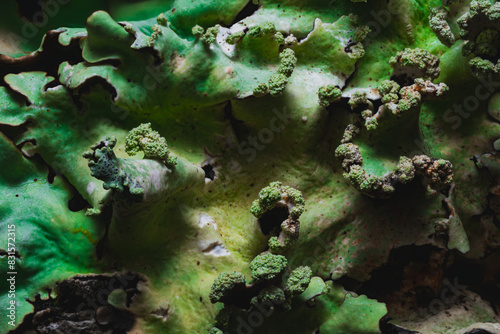 A close-up of a green lichen