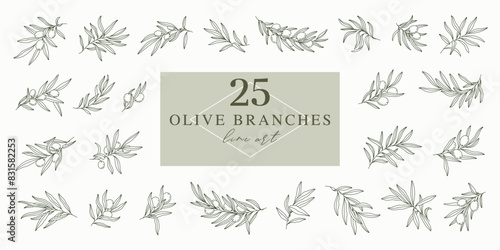 Olive branches set in minimal linear style. Leaves and olive fruits isolated on white background. Vector plants for logos, patterns, labels, cards.