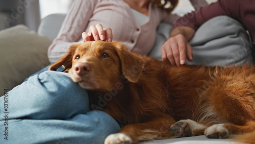 Lovely dog lying knees woman relaxing with husband closeup. Family caressing pet