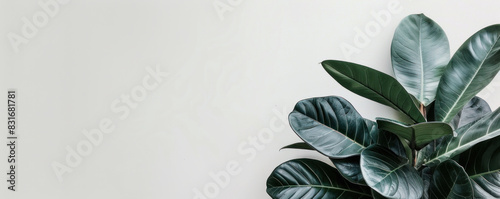 A leafy green plant is the main focus of the image. The plant is surrounded by a white background, which creates a sense of contrast and highlights the plant's vibrant green color