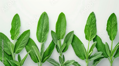Several fresh green sage leaves displayed vertically on a white background
