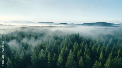 Foggy pine forest scene, aerial view,