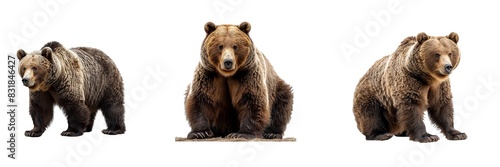 Set of bears isolated on transparent background. Generated Ai.