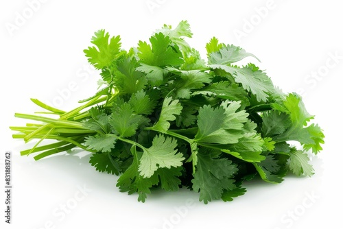 Fresh green cilantro bunch isolated on white background.