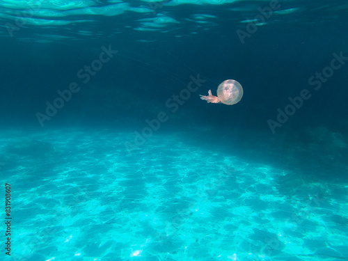 Pelagia nocA jellyfish, Pelagia noctiluca, also known as mauve stingers or purple striped jellyfish, floating alone in the blue water. Marine life of the Mediterranean. Background sea lifetiluca