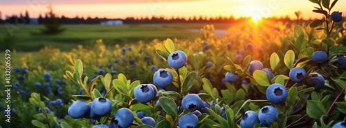 Blueberries growing on a farm with an incredible view. Blueberry isolated on sunset background