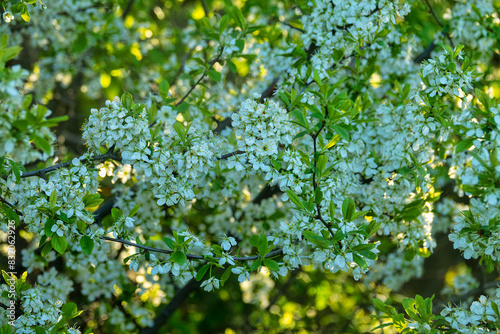 Blackthorn (Prunus spinosa) thornbush. Plot of forest-steppe, blooming wild fruit trees. Type of biocenosis close to natural, primal steppe. Rostov region, Russia