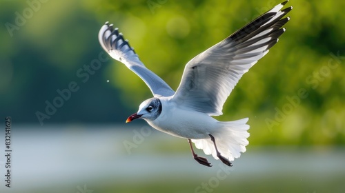 Single flying Black headed gull in Norfolk
