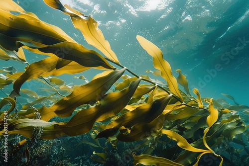 Sunlit kelp swaying in clear underwater scene, highlighting mari