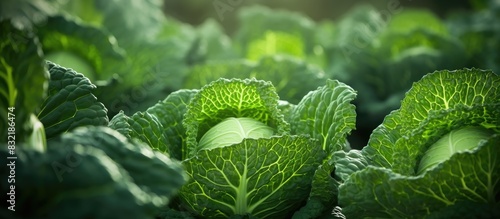 Organic savoy cabbage close up as natural green vegetable background. Creative banner. Copyspace image