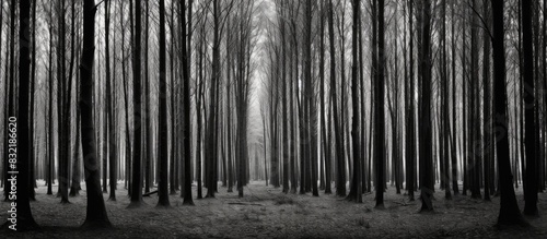 Black and white photo of trees in the forest. Creative banner. Copyspace image