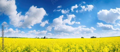Rapeseed field in the rainy day Blooming canola flowers panorama Rape on the field in summer at cloudy Bright Yellow rapeseed oil. Creative banner. Copyspace image