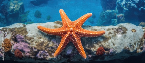 Starfish or sea stars are star shaped echinoderms belonging to the class Asteroidea Starfish are marine invertebrates They typically have a central disc and five arms. Creative banner. Copyspace image