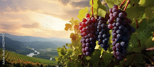 Ripe grapes on the farm. Creative banner. Copyspace image