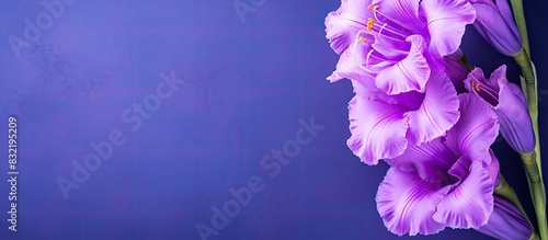 Close up of beauty violet gladiolus flower. Creative banner. Copyspace image