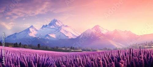Field of lavender on the background of beautiful mountains. Creative banner. Copyspace image