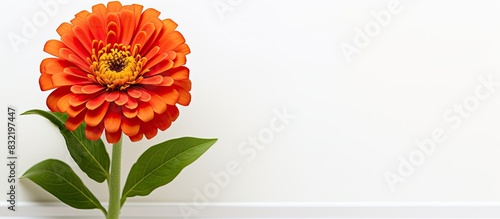 single orange zinnia isolated on white background. Creative banner. Copyspace image