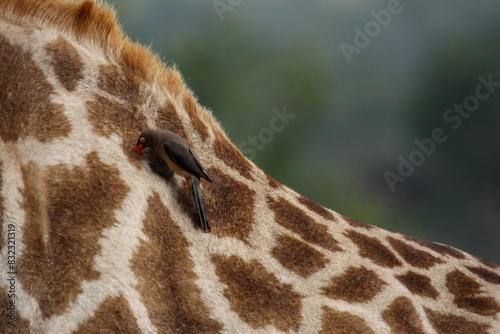 Striking spots of Giraffe skin and Oxpecker bird eating ticks, contrasted with near uniform background. Copy space.