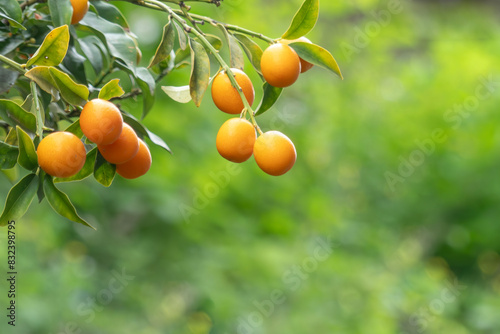 オレンジ色の柑橘の実