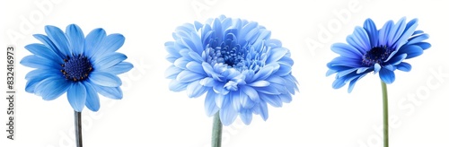 Three high quality exotic blue flowers macro images isolated on white. Greetings card objects for weddings, anniversary cards, mothers' days, and women's day.