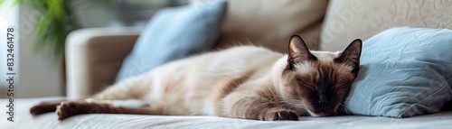 A Siamese cat peacefully sleeping on a cozy sofa with blue cushions in a bright, modern living room.