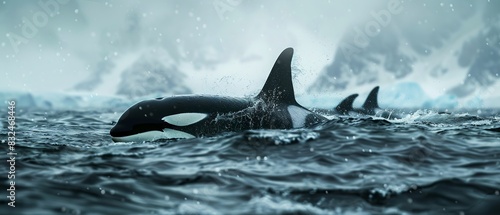 realistic orcas, swimming through churning, ocean. North sea colours atmospheric and just glimpses of the Orcas