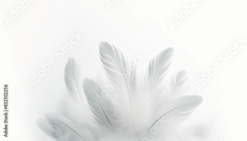 白いの羽 白い背景 壁紙 ふわふわした羽毛 クローズアップ