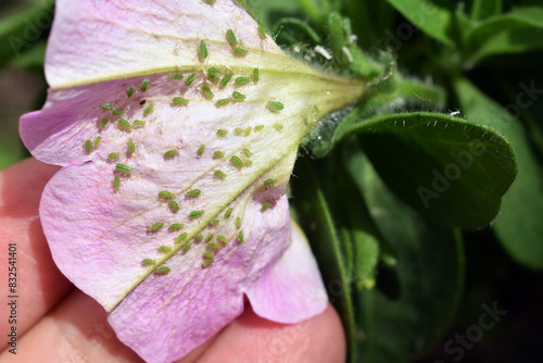 Colony of aphids on petunia flower