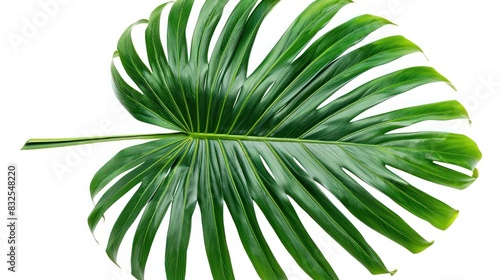 Arenga Palm Leaf in PNG Dicut Style Isolated on White Background