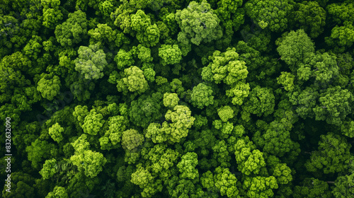 Vista aérea da natureza floresta verde e árvore. Ecossistema florestal, textura da floresta verde vista de cima. Conceito de conservação da natureza. Cenário natural floresta verde tropical