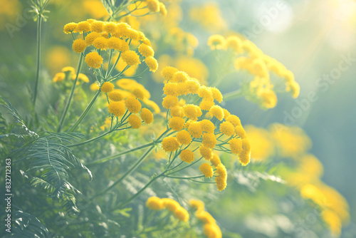 Yellow flowers blooming in sunlight with a soft focus background