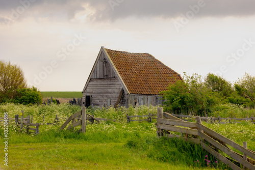 Typical landscape of Texel island, Old wooden sheep shed farmhouse in spring, White flowers Cow Parsley, Anthriscus sylvestris, Wild chervil or Keck, The Dutch Wadden Islands, Den Hoorn, Netherlands.