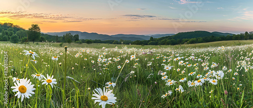 a panoramic view of a vibrant meadow adorned with white daisies, each flaunting a sunny yellow center. The daisies are scattered amidst lush green grass, creating a picturesque scene