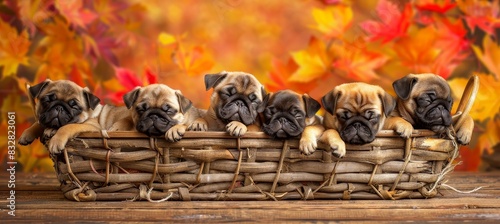 Cute pug puppies sleeping in basket with sweet snorts and snores, creating heartwarming scene