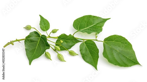 Bitter bean plant isolated on a white background